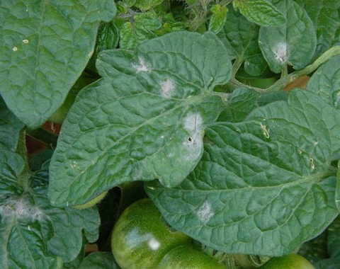 Pseudoidium_neolycopersici Pseudoidium neolycopersici (L. Kiss) L. Kiss, comb. nov.. Wirt: Lycopersicon esculentum var. esculentum - Tomate Bemerkungen: seit einigen Jahren nehmen die...